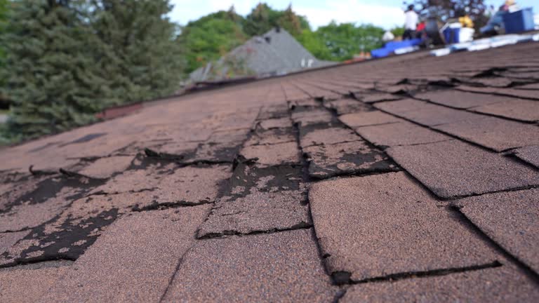 Best Roof Moss and Algae Removal  in Belleville, MI